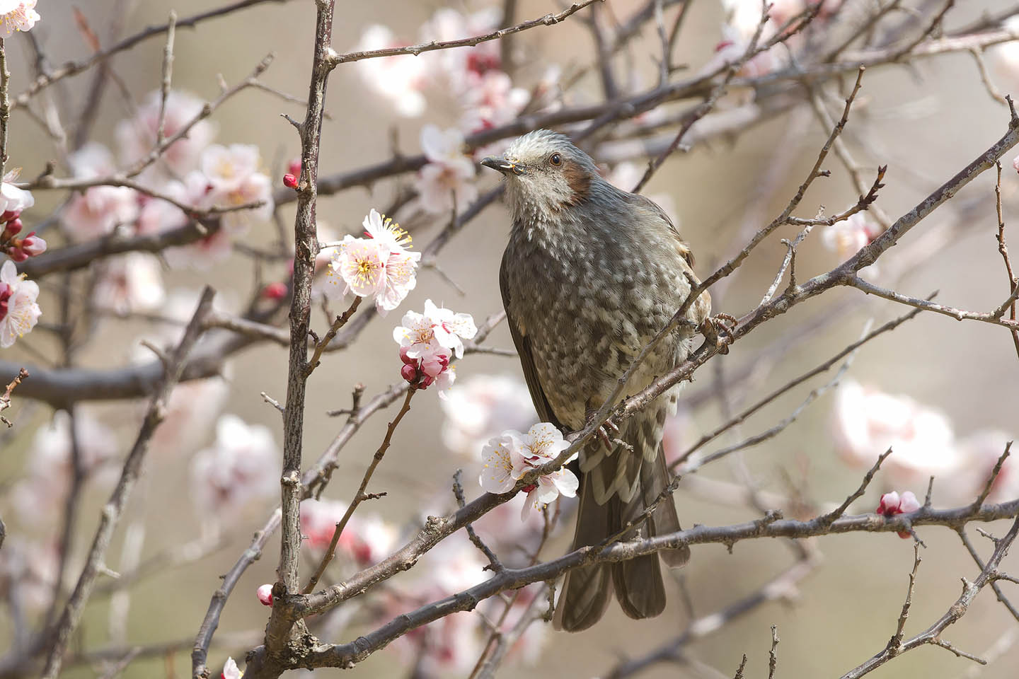 Canon EOS 60D + TAMRON SP 150-600mm F/5-6.3 Di VC USD (A011) and DxO PureRAW 3