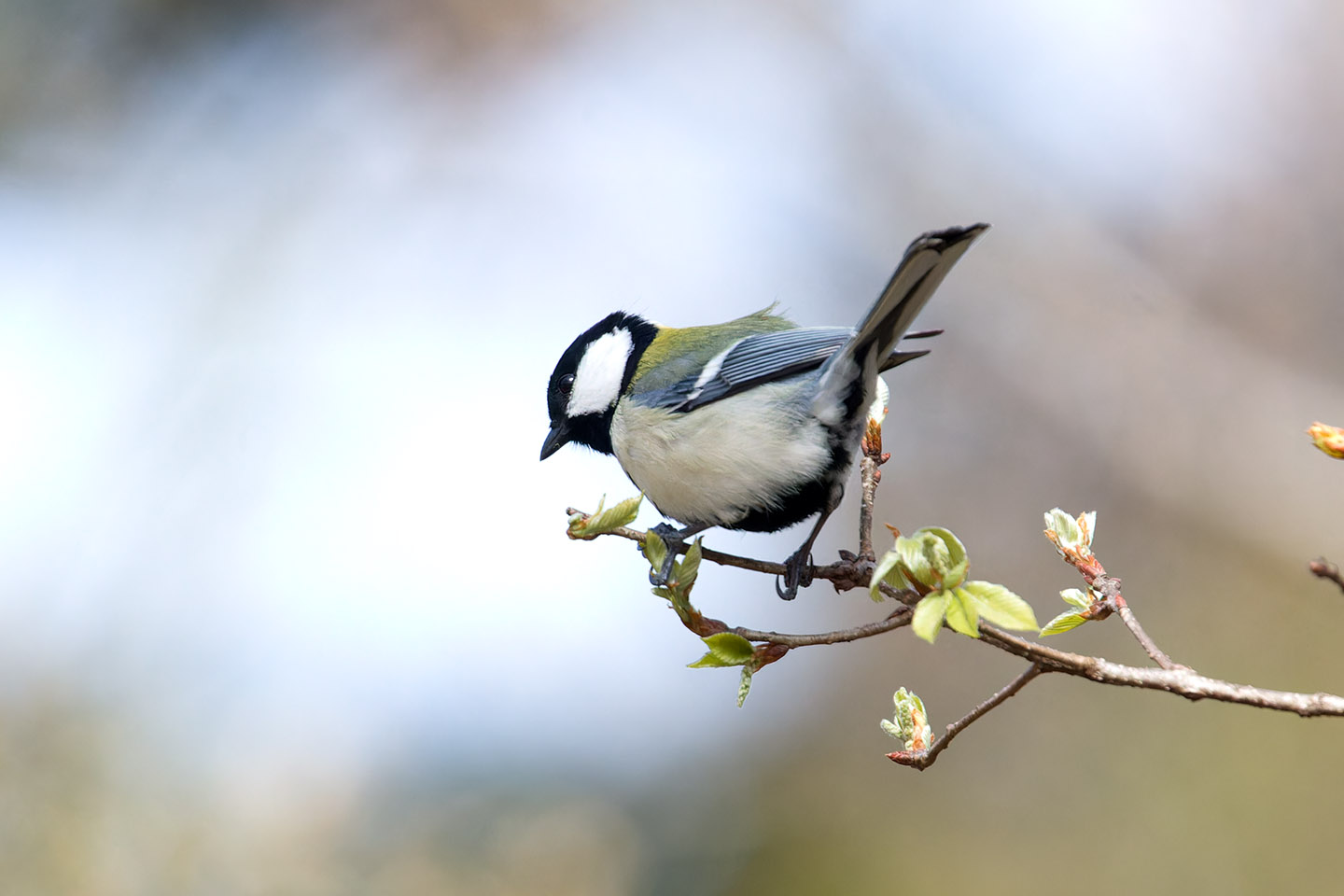 Canon EOS 60D + TAMRON SP 150-600mm F/5-6.3 Di VC USD (A011) and DxO PureRAW 3