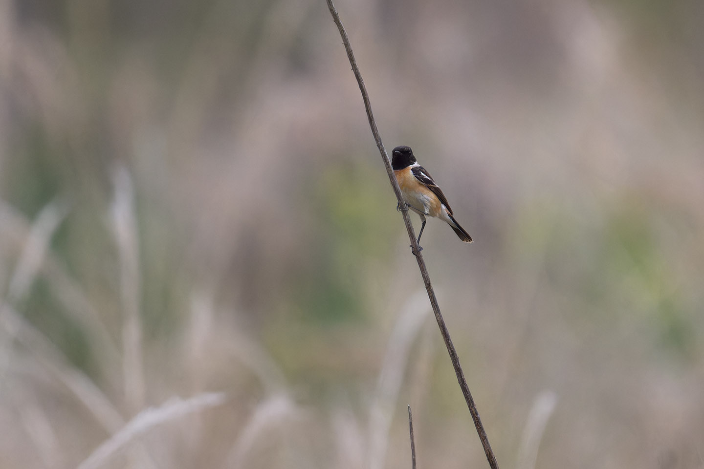 Canon EOS 60D + TAMRON SP 150-600mm F/5-6.3 Di VC USD (A011) and DxO PureRAW 3